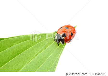 ladybug on leaf ladybug on leaf 11198705