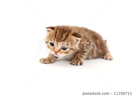 isolated cat isolated cat 11198713