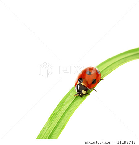 ladybug on grass ladybug on grass 11198715