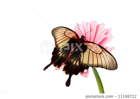 Papilio Lovii 11198722