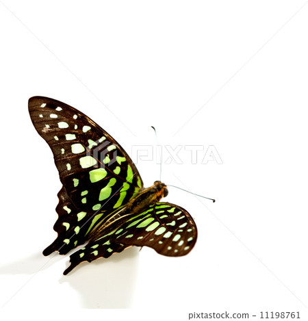 Graphium isolated Graphium isolated 11198761