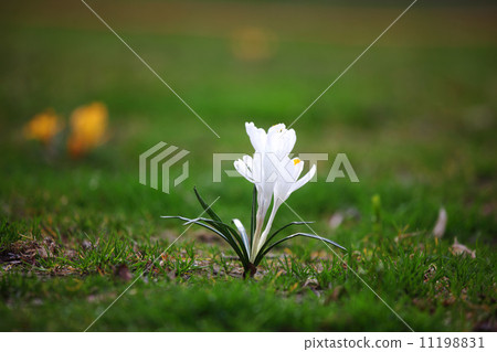 spring flower spring flower 11198831