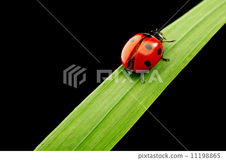 ladybug isolated on black ladybug isolated on black 11198865
