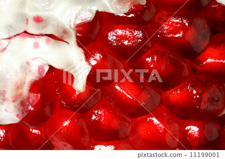 pomegranate pomegranate 11199001