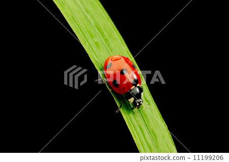 ladybug isolated on black ladybug isolated on black 11199206