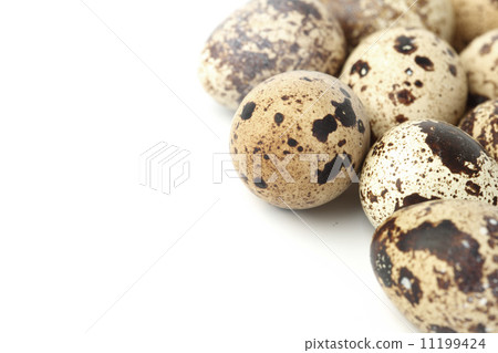 quail egg background quail egg background 11199424