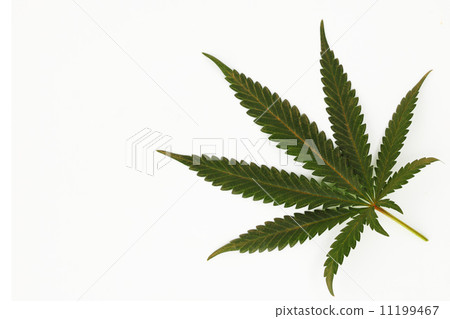 cannabis leaf cannabis leaf 11199467