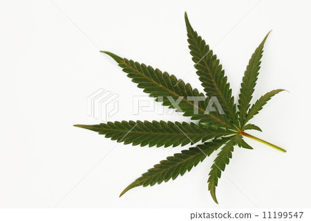 cannabis leaf 11199547