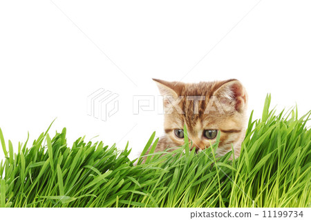 cat behind grass cat behind grass 11199734