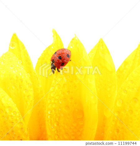 ladybug on sunflower ladybug on sunflower 11199744