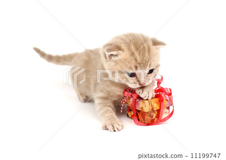 isolated cat and gift isolated cat and gift 11199747