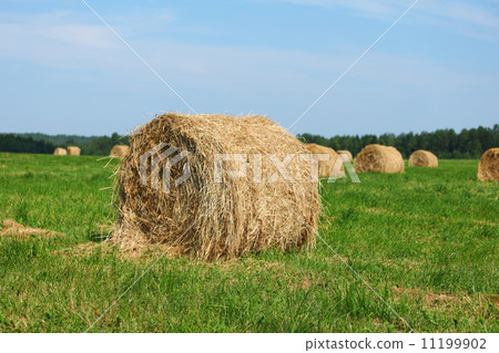 hay on field hay on field 11199902