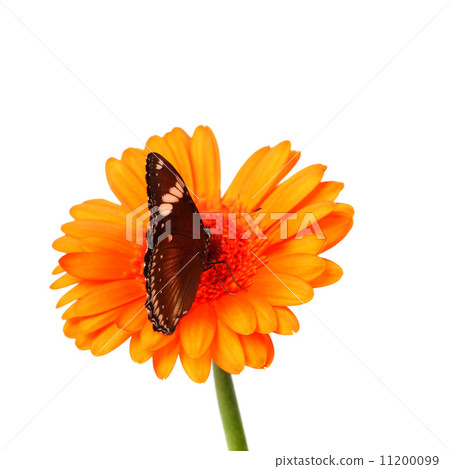 hypolimnas bolina hypolimnas bolina 11200099