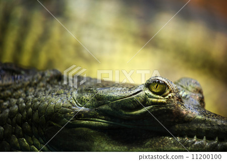 gavial crocodile 11200100