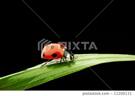 ladybug isolated on black ladybug isolated on black 11200131