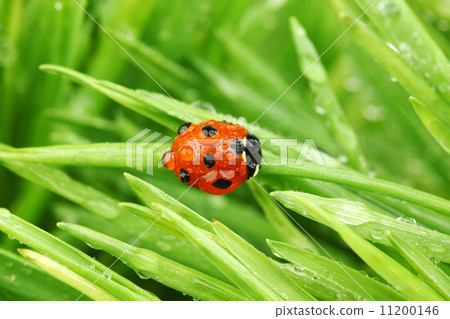 ladybug on grass ladybug on grass 11200146