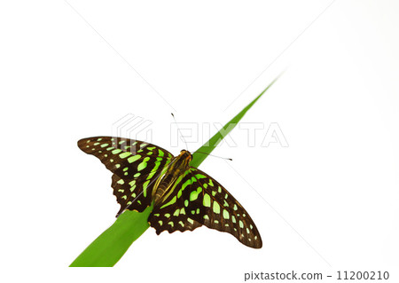 Graphium on grass 11200210