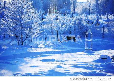 pine forest 11200276