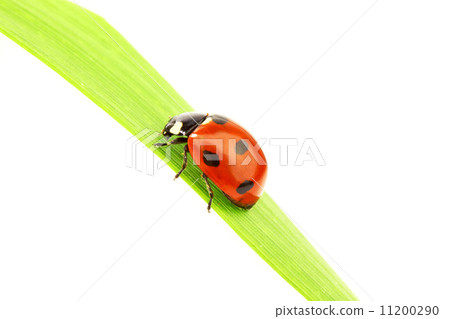 ladybug on grass ladybug on grass 11200290