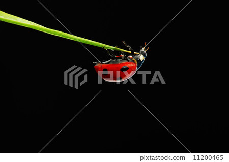 ladybug isolated on black ladybug isolated on black 11200465