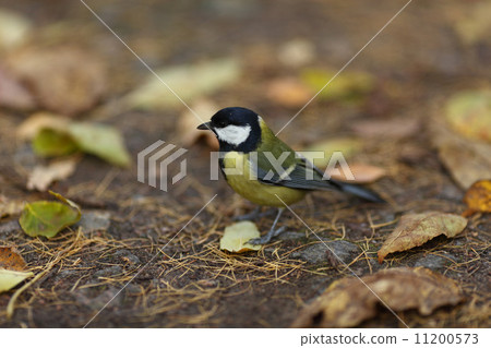 chickadee bird 11200573