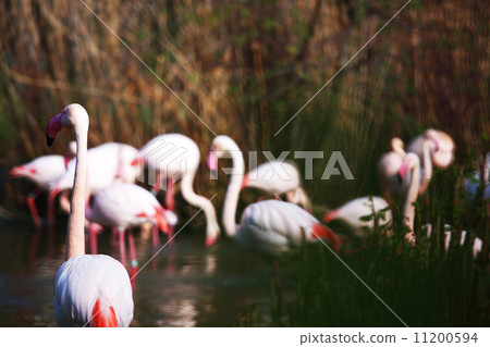 flamingo 11200594