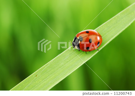 ladybug on grass 11200743