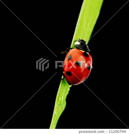 ladybug isolated on black ladybug isolated on black 11200744
