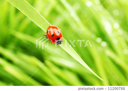 ladybug on grass ladybug on grass 11200788