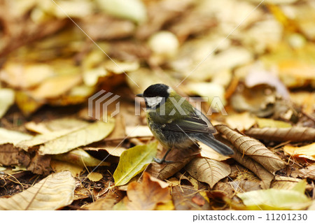 chickadee bird 11201230