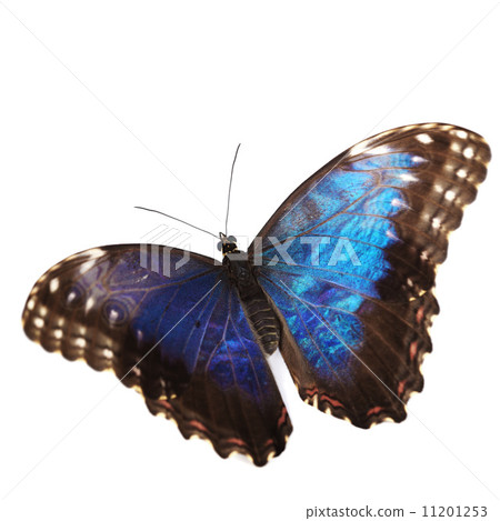 blue morpho isolated blue morpho isolated 11201253