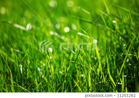 green grass green grass 11201262