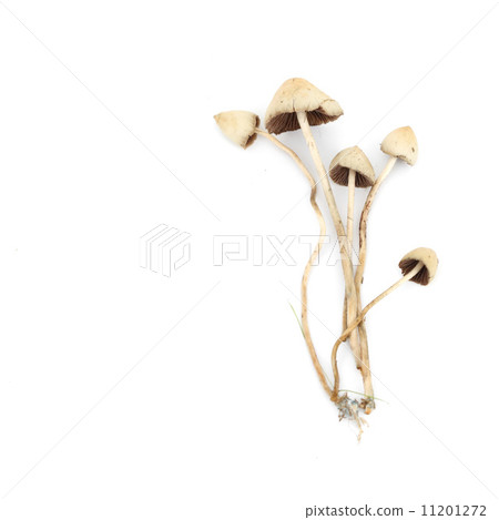 psilocybe semilanceata 11201272