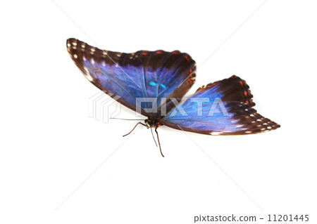 blue morpho isolated blue morpho isolated 11201445