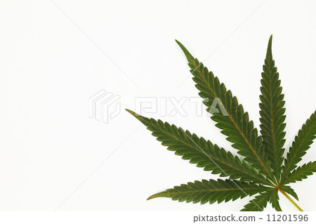 cannabis leaf 11201596