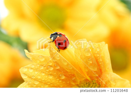 ladybug on yellow flower ladybug on yellow flower 11201648