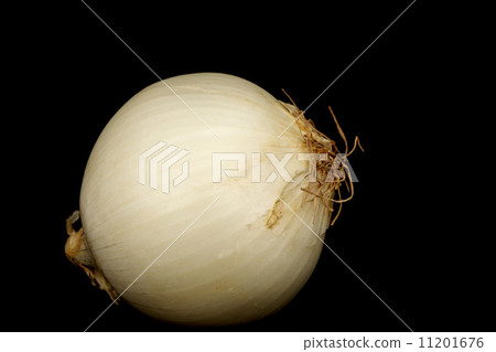 onion onion 11201676
