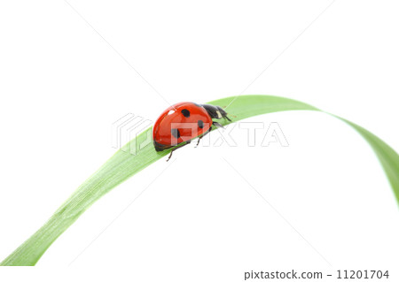 ladybug on grass ladybug on grass 11201704