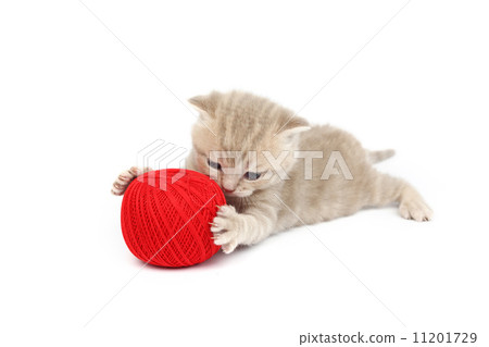 cat and red wool ball cat and red wool ball 11201729
