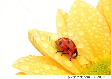 ladybug on yellow flower 11201933