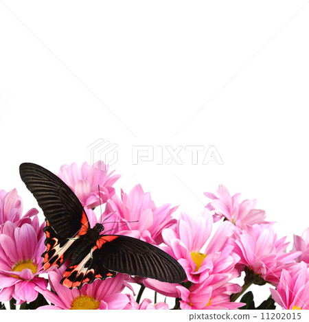 Papilio rumanzovia 11202015