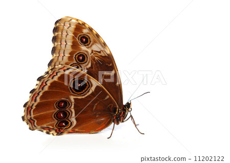 blue morpho isolated blue morpho isolated 11202122