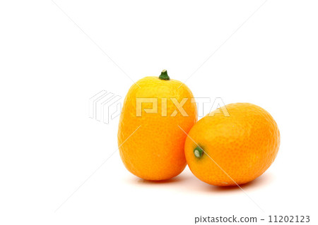 kumquat kumquat 11202123