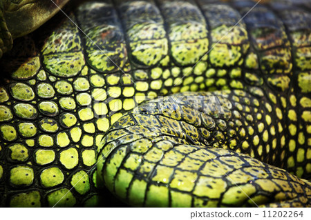 gavial crocodile 11202264