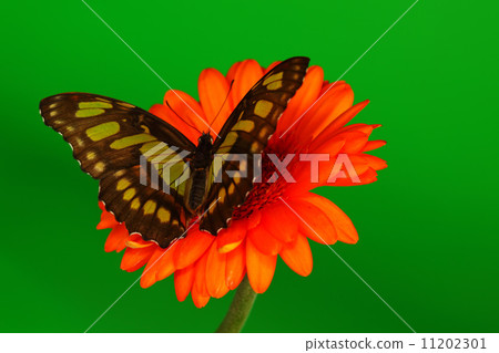 Siproeta stelenes on gerber 11202301