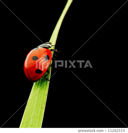 ladybug isolated on black ladybug isolated on black 11202515