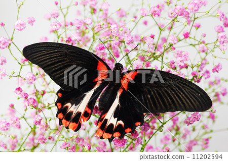 Papilio rumanzovia 11202594