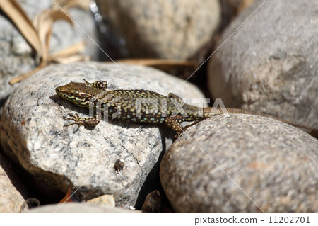 lizard lizard 11202701