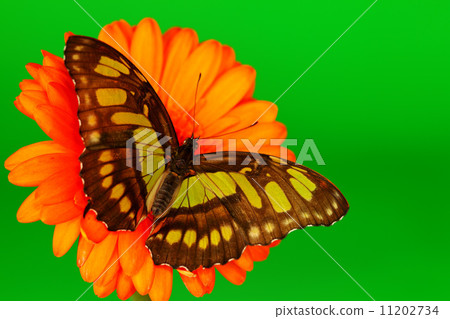 Siproeta stelenes on gerber 11202734