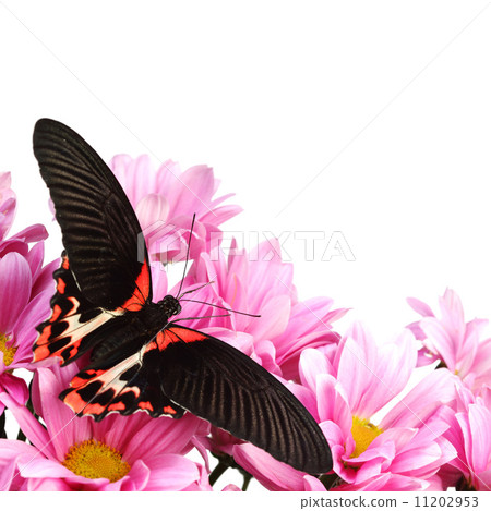 Papilio rumanzovia 11202953